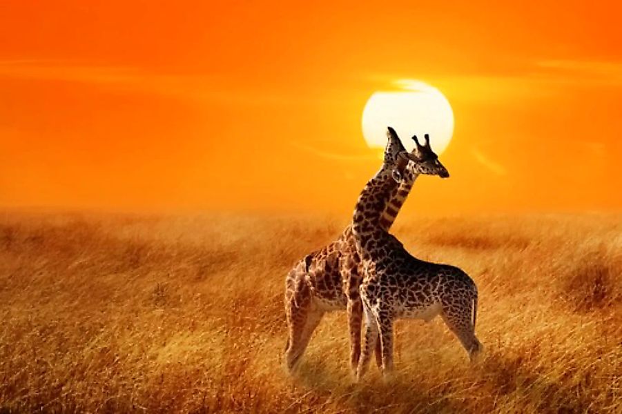 Papermoon Fototapete »Giraffes against Sunset« günstig online kaufen