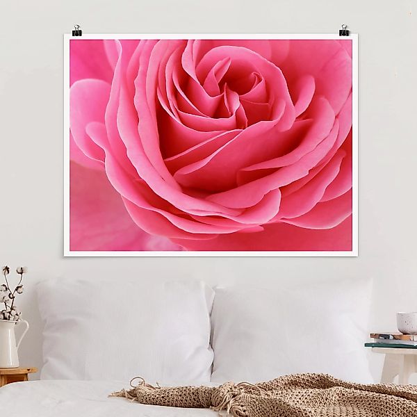 Poster Blumen - Querformat Lustful Pink Rose günstig online kaufen