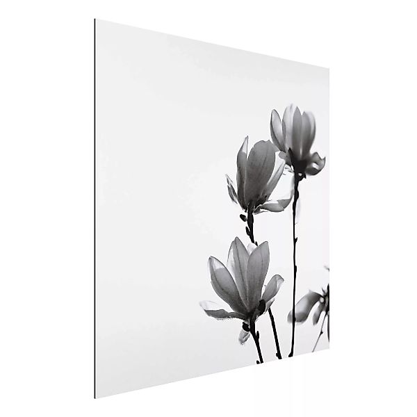 Alu-Dibond Bild Frühlingsbote Magnolie Schwarz Weiß günstig online kaufen