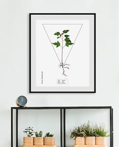 queence Bild »Sapindacea«, Pflanzen-Pflanzenbilder-Schriftzug, (1 St.), HD günstig online kaufen