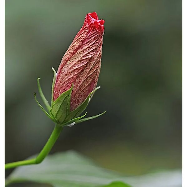 Staudeneibisch Summerific My Valentine 40-60cm - Hibiscus moscheutos günstig online kaufen
