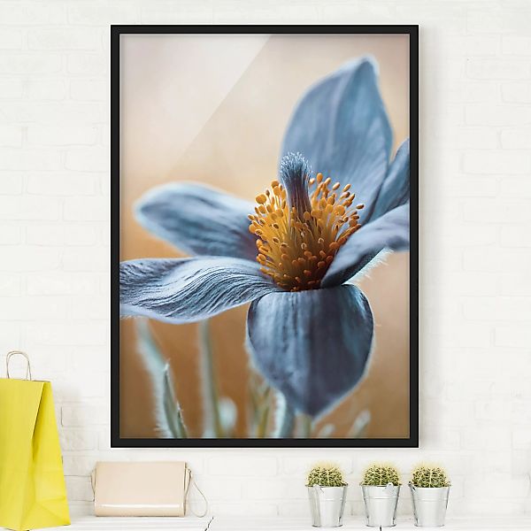 Bild mit Rahmen Blumen - Hochformat Kuhschelle in Blau günstig online kaufen