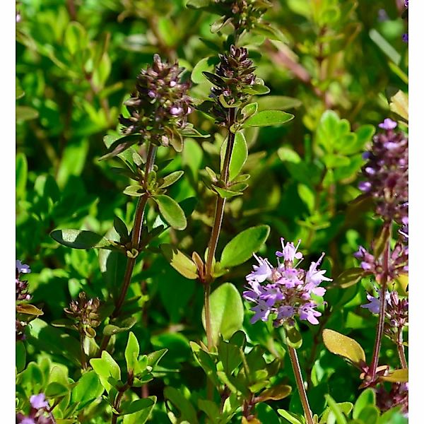 Breitblättrige Thymian Tabor - Thymus pulegioides günstig online kaufen