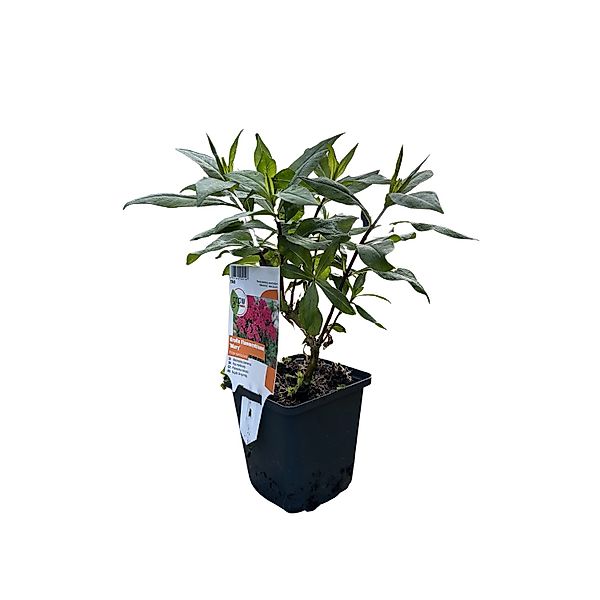 GROW by OBI Flammenblume Miss Mary Rot Topf-Ø ca. 9 cm x 9 cm Phlox günstig online kaufen