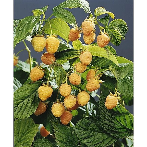 Rubus Idaeus Golden Queen Himbeere Gelbfruchtig 30–40 Cm günstig online kaufen