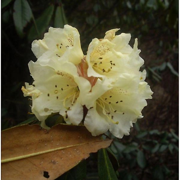 Alpenrose lepidostylum 20-25cm - Rhododendron lepidostylum günstig online kaufen