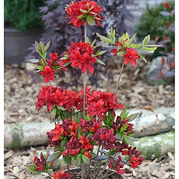 Azalee Nabucco 50-60cm - Rhododendron,uteum - Alpenrose günstig online kaufen