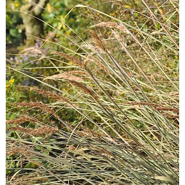 Goldbartgras - Sorghastrum nutans günstig online kaufen