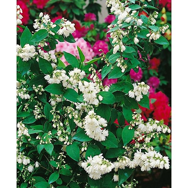 Deutzia Scabra Maiblumenstrauch Pride Of Rochester 9 cm Topf Größe Nach Sai günstig online kaufen