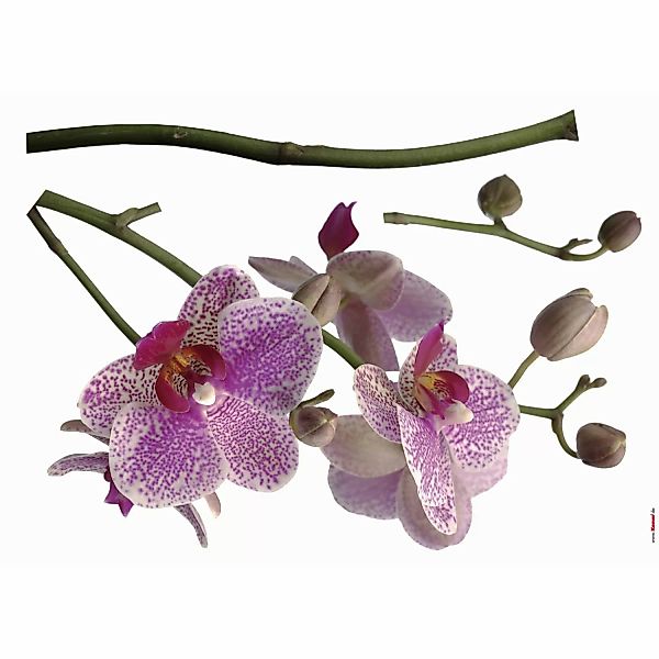 Komar Deko-Sticker Orchidee 100 cm x 70 cm günstig online kaufen