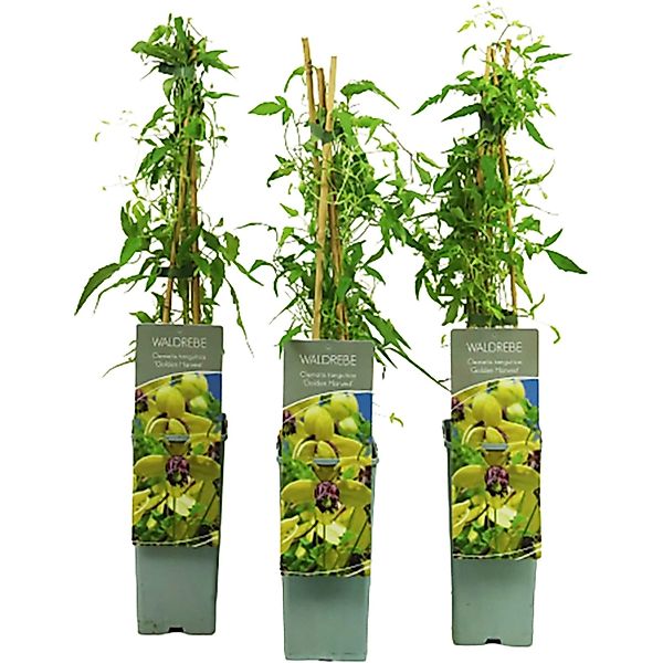 Gold-Waldrebe Harvest Höhe ca. 40 - 60 cm Topf ca. 2, Clematis tangutica günstig online kaufen