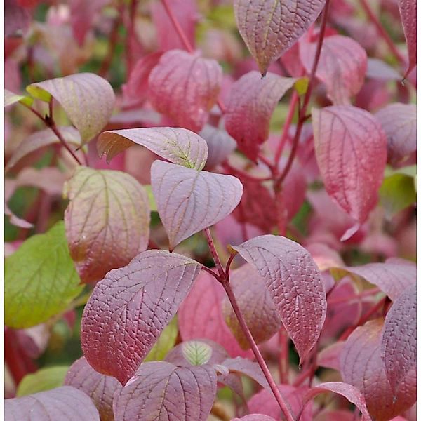 Sibirischer Hartriegel Siberian Pearls 40-60cm - Cornus alba günstig online kaufen