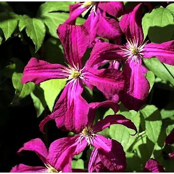 Waldrebe Gipsy Queen 60-80cm - Clematis günstig online kaufen