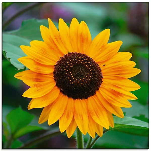 Artland Glasbild "Sonnenblume", Blumen, (1 St.) günstig online kaufen
