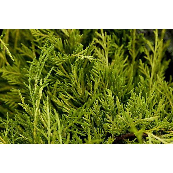 Juniperus Media Golden Saucer Wacholder Goldgelb 20–25 cm günstig online kaufen