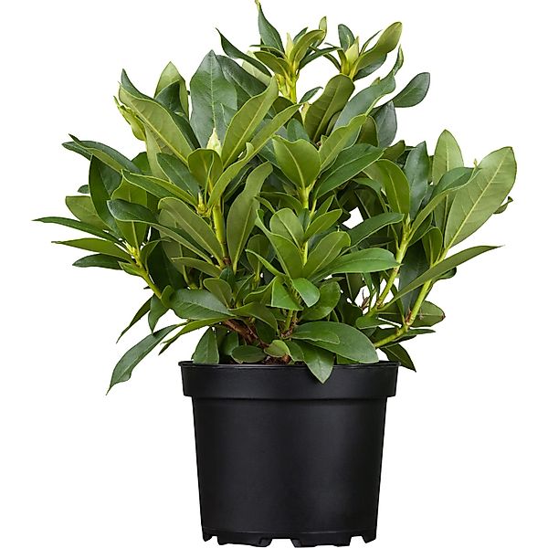 OBI Rhododendron Cherry Kiss Höhe ca. 30 - 40 cm Topf ca. 5 l Rhododendron günstig online kaufen