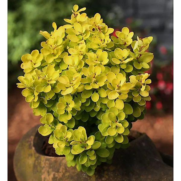 Beberitze Golden Rocket 15-20cm - Berberis thunbergii günstig online kaufen