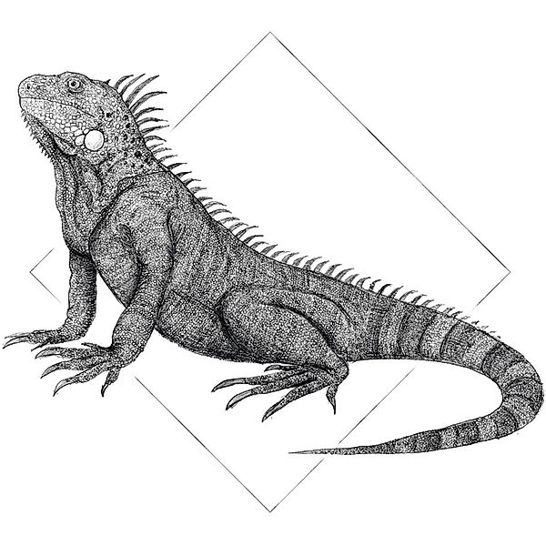 Komar Bild "Iguana White", Tiere, (1 St.), Wandbild zur Dekoration - ohne R günstig online kaufen