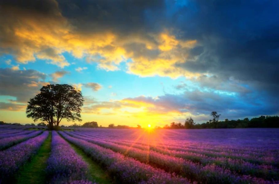 Papermoon Fototapete »Lavender Fields« günstig online kaufen