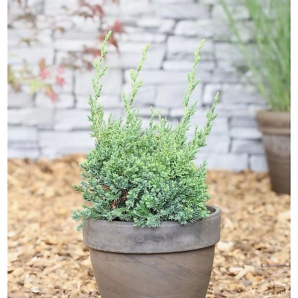 Strauchwacholder Robust Green 30-40cm - Juniperus chinensis günstig online kaufen