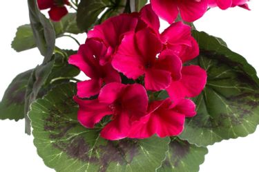 Botanic-Haus Kunstblume "Geranienbusch mit 6 Blütenköpfen" günstig online kaufen