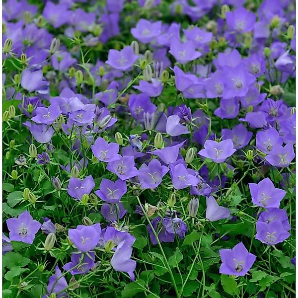 Karpaten Glockenblume Blaue Clips - Campanula carpatica günstig online kaufen