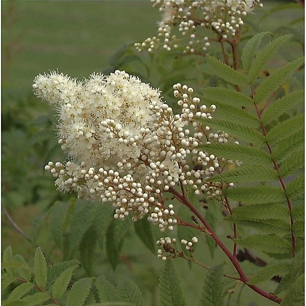 Hohe Fiederspiere 100-125cm - Sorbaria sorbifolia günstig online kaufen