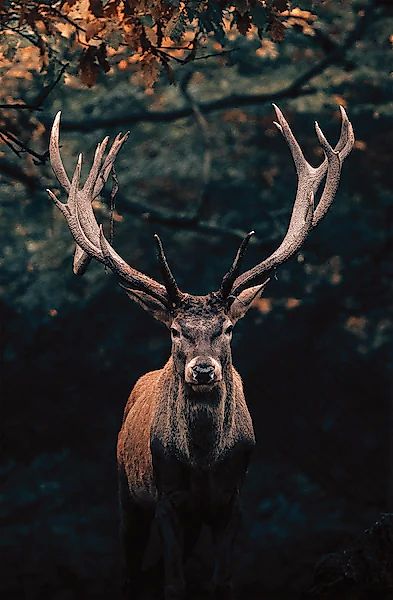 Bönninghoff Leinwandbild, Hirsch, (1 St.), BxH: 118x78 cm günstig online kaufen