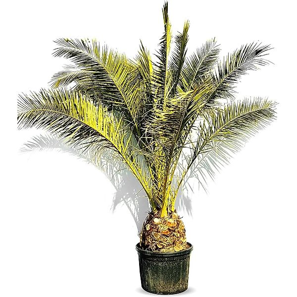 Sunny-Tree Palme Phoenix Canariensis XXL 300 cm Kanarische Dattelpalme günstig online kaufen