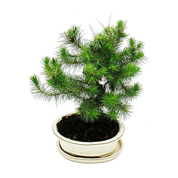 Exotenherz Bonsai Pinus Halepensis Aleppo-Kiefer ca. 9 Jahre Alt günstig online kaufen