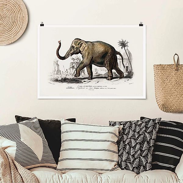 Poster Vintage Lehrtafel Elefant günstig online kaufen