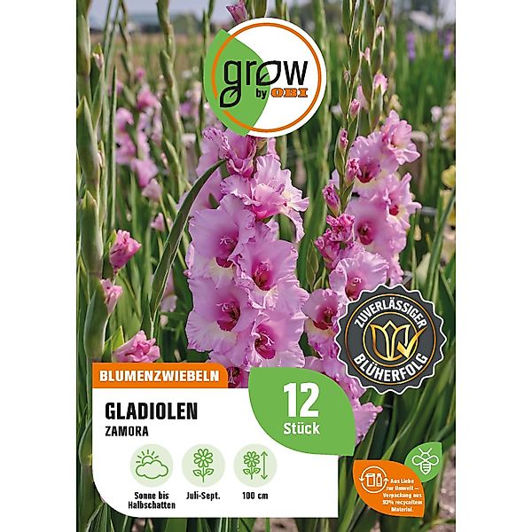 GROW by OBI Gladiole Zamora Höhe ca. 100 cm Gladiolus grandiflorus günstig online kaufen