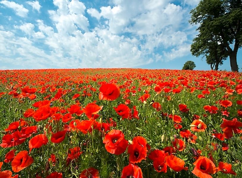 Papermoon Fototapete »Red Poppy Field« glatt günstig online kaufen