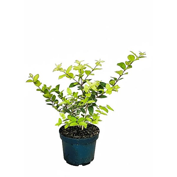 Baumfink Winter Heckenkirsche Winter Beauty als Topfpflanze 40-60cm günstig online kaufen