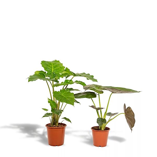 Hello Plants | Set mit 2 Alocasias - Wentii & Portodora günstig online kaufen