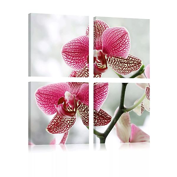 Wandbild - Ausgefallene Orchidee günstig online kaufen