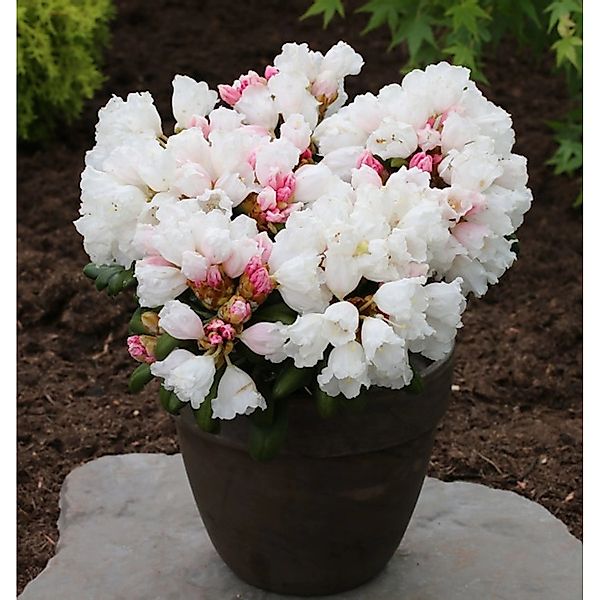 Rhododendron Schneekissen 30-40cm - Alpenrose günstig online kaufen