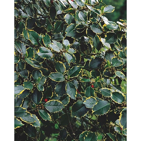 Ilex Aquifolium Rubricaulis Aurea Stechpalme Buntlaubig 125–150 cm günstig online kaufen