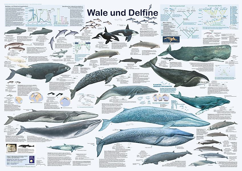 Close Up Poster Wale und Delfine günstig online kaufen