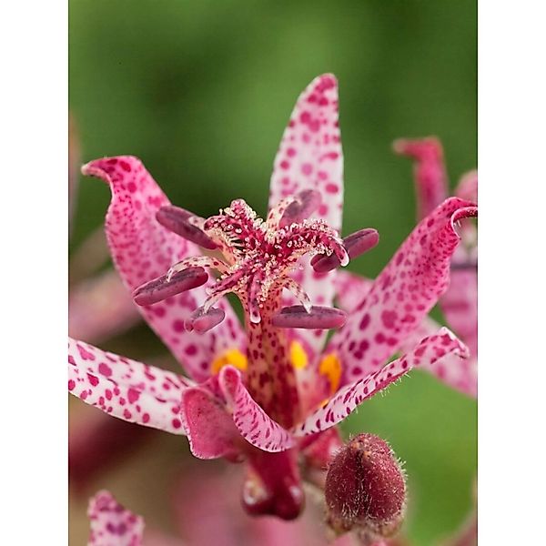 Tricyrtis Hirta Sinonome Gartenkrötenlilie Ca. 9x9 cm Topf günstig online kaufen