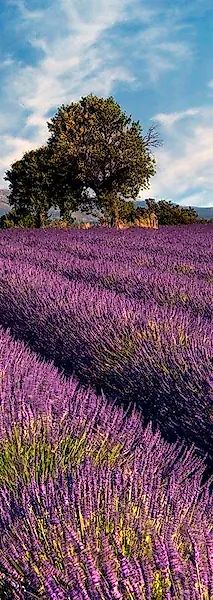 living walls Fototapete »Lavendelfeld in der Provence«, Vlies, Wand, Schräg günstig online kaufen