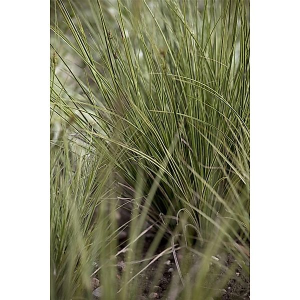 Carex Brunnea Jenneke Ziergras Immergrün 2 Liter Container günstig online kaufen