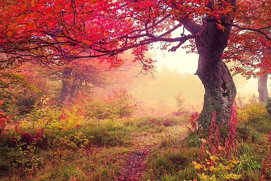 Papermoon Fototapete »Autumn Trees« günstig online kaufen