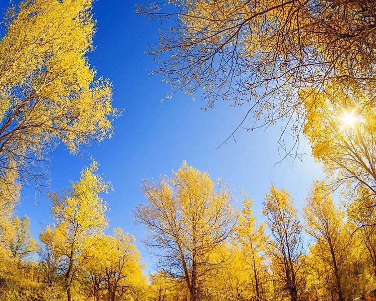 Fototapete "Herbstwald" 4,00x2,50 m / Glattvlies Brillant günstig online kaufen