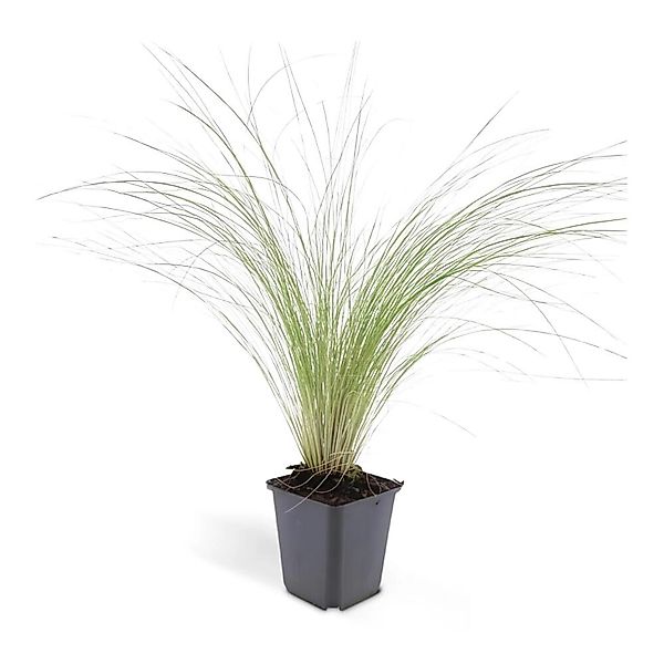 Exotenherz Ziergras Mexikanisches Federgras Stipa Tenuissima Ponytails 9cm günstig online kaufen