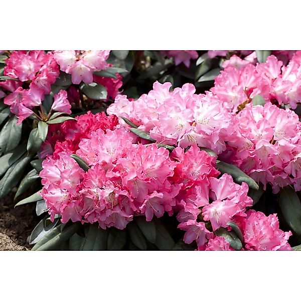 Rhododendron Yakushimanum Anuschka Inkarho Rosa 25–30 cm günstig online kaufen