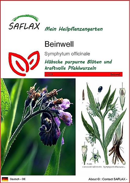 SAFLAX Blumensamen SAFLAX - Samen - Beinwell günstig online kaufen