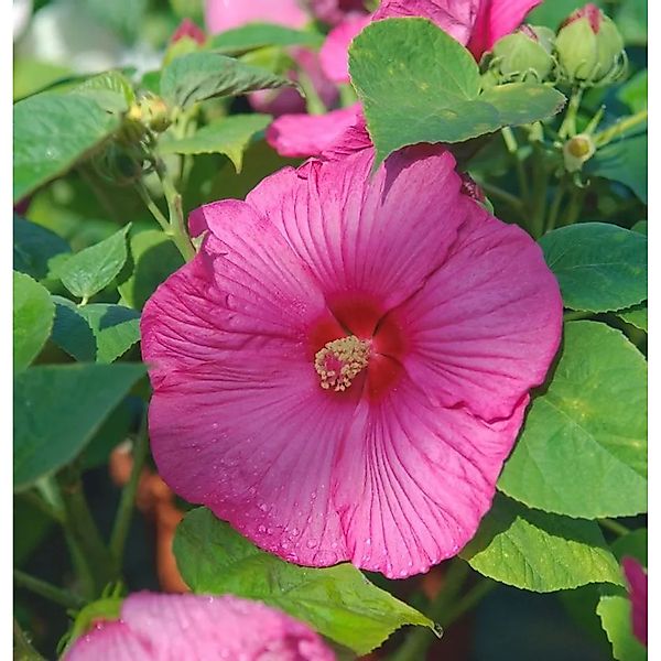 Staudeneibisch Summerific Candy Crush 40-60cm - Hibiscus moscheutos günstig online kaufen