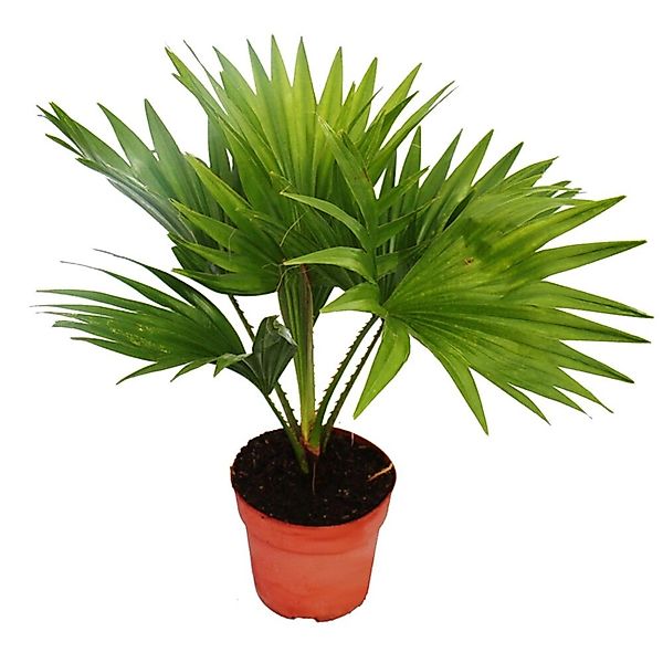 Exotenherz Zimmerpalme Livistona Rotundifola Zimmerpflanze günstig online kaufen
