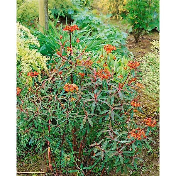 Euphorbia Griffithii Dixter Ca. 9x9 cm Topf günstig online kaufen